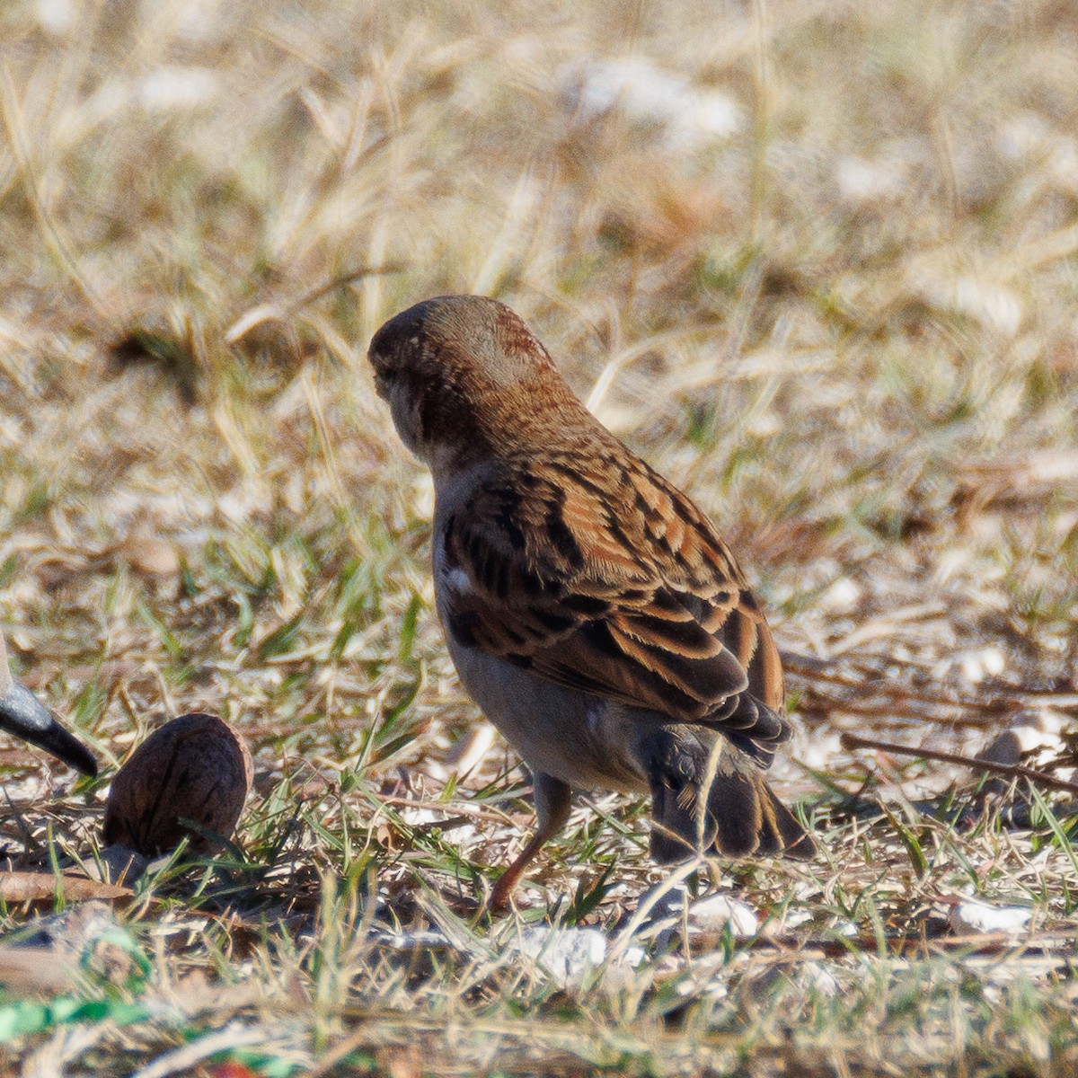 Домовый воробей - ML647442114