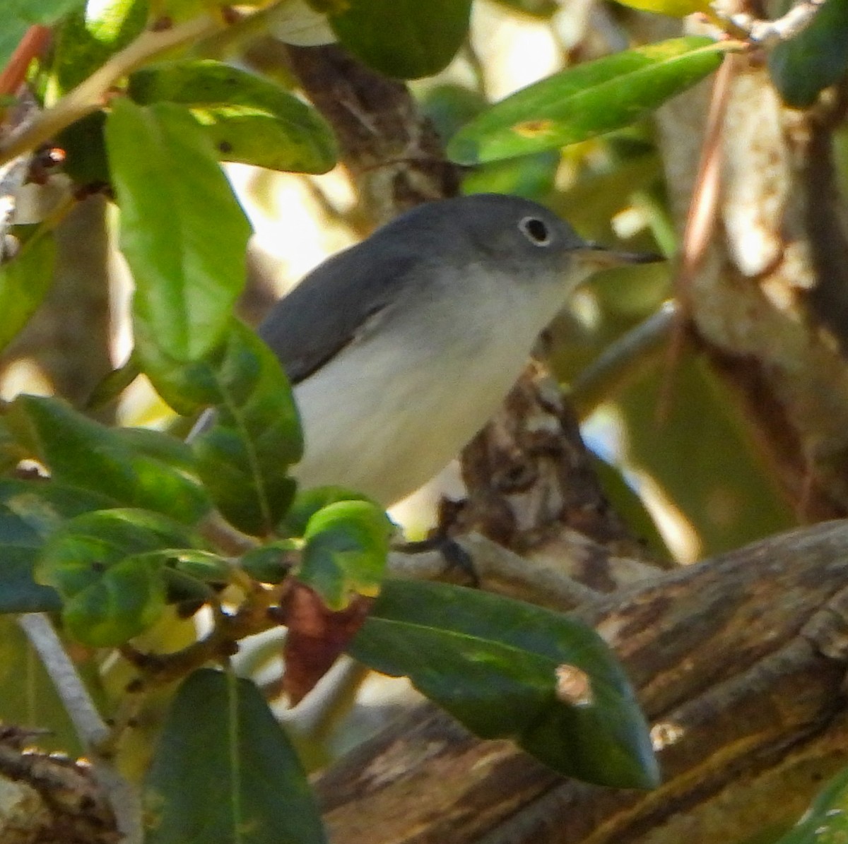 Blue-gray Gnatcatcher - ML647442116