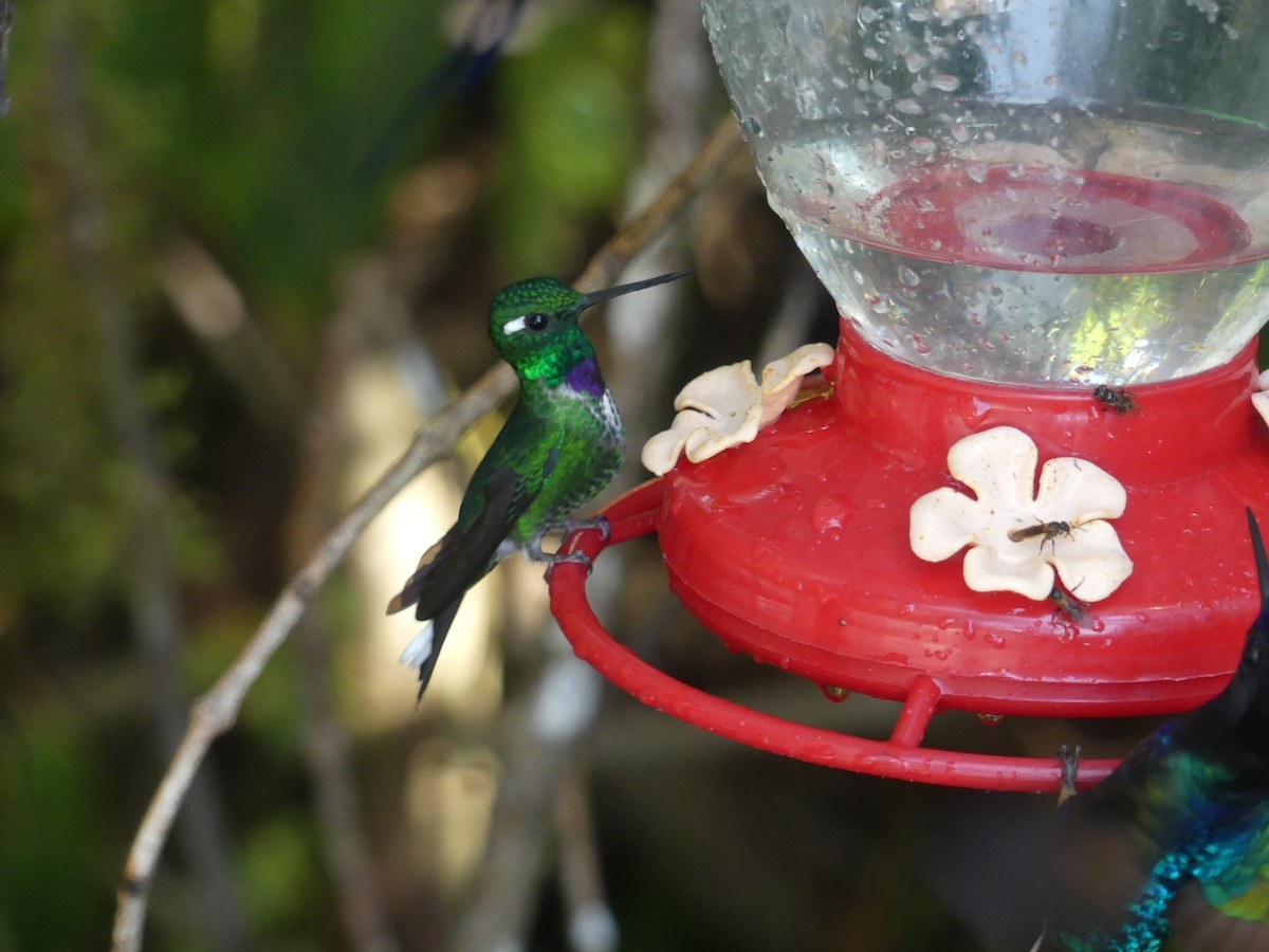 Colibrí Puntiblanco Occidental - ML647442120