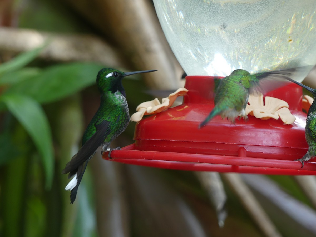 Colibrí Puntiblanco Occidental - ML647442121