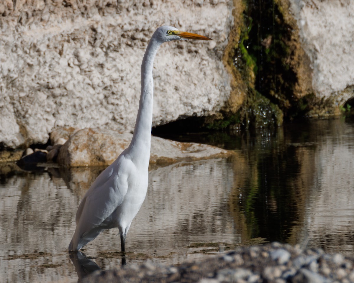 Большая белая цапля - ML647442131