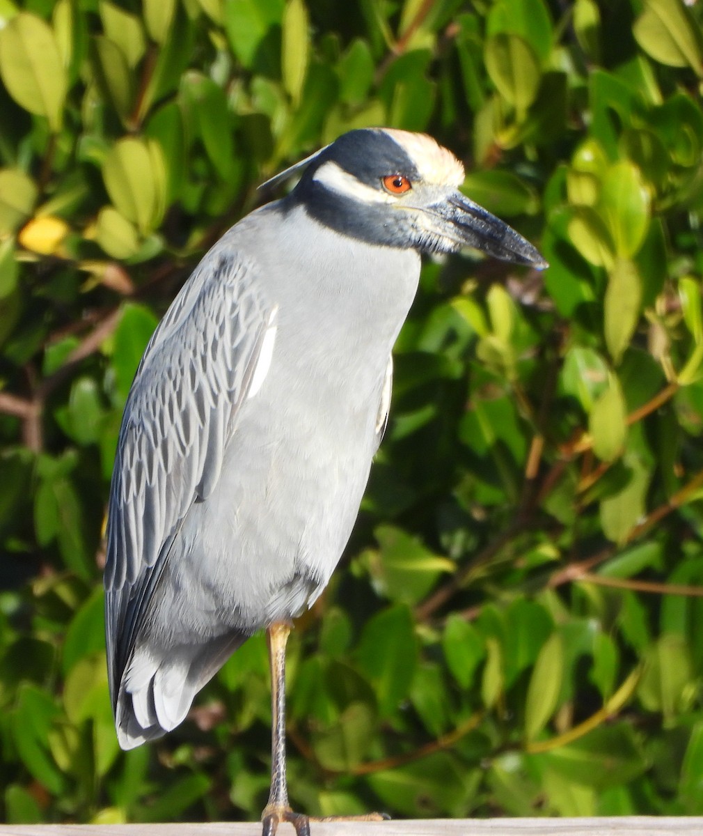 Yellow-crowned Night Heron - ML647442138