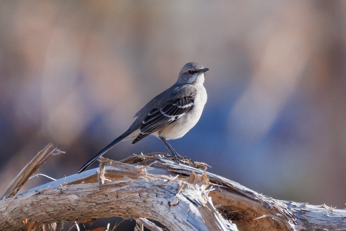 Многоголосый пересмешник - ML647442145