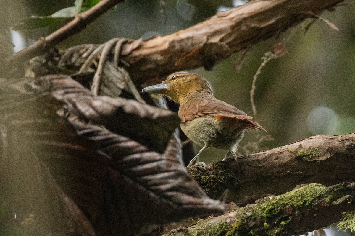 Russet Antshrike (Tawny) - ML647442148