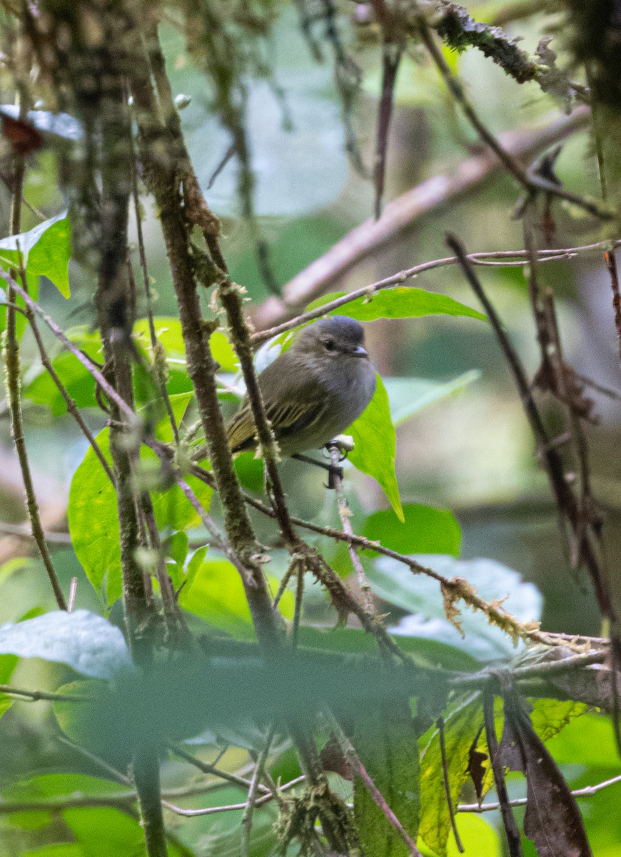 Mistletoe Tyrannulet - ML647442154