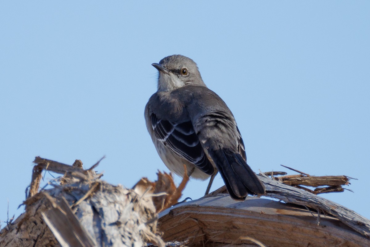 Многоголосый пересмешник - ML647442156