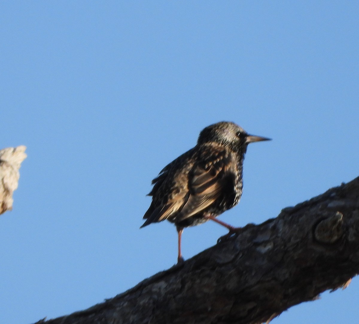 European Starling - ML647442158
