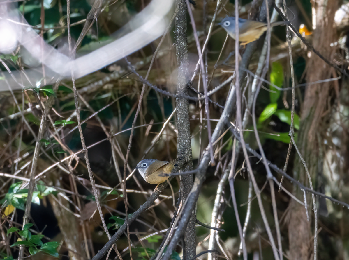 メジロチメドリ - ML647442164