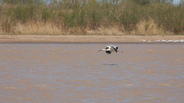 svartnebbstork - ML647442166