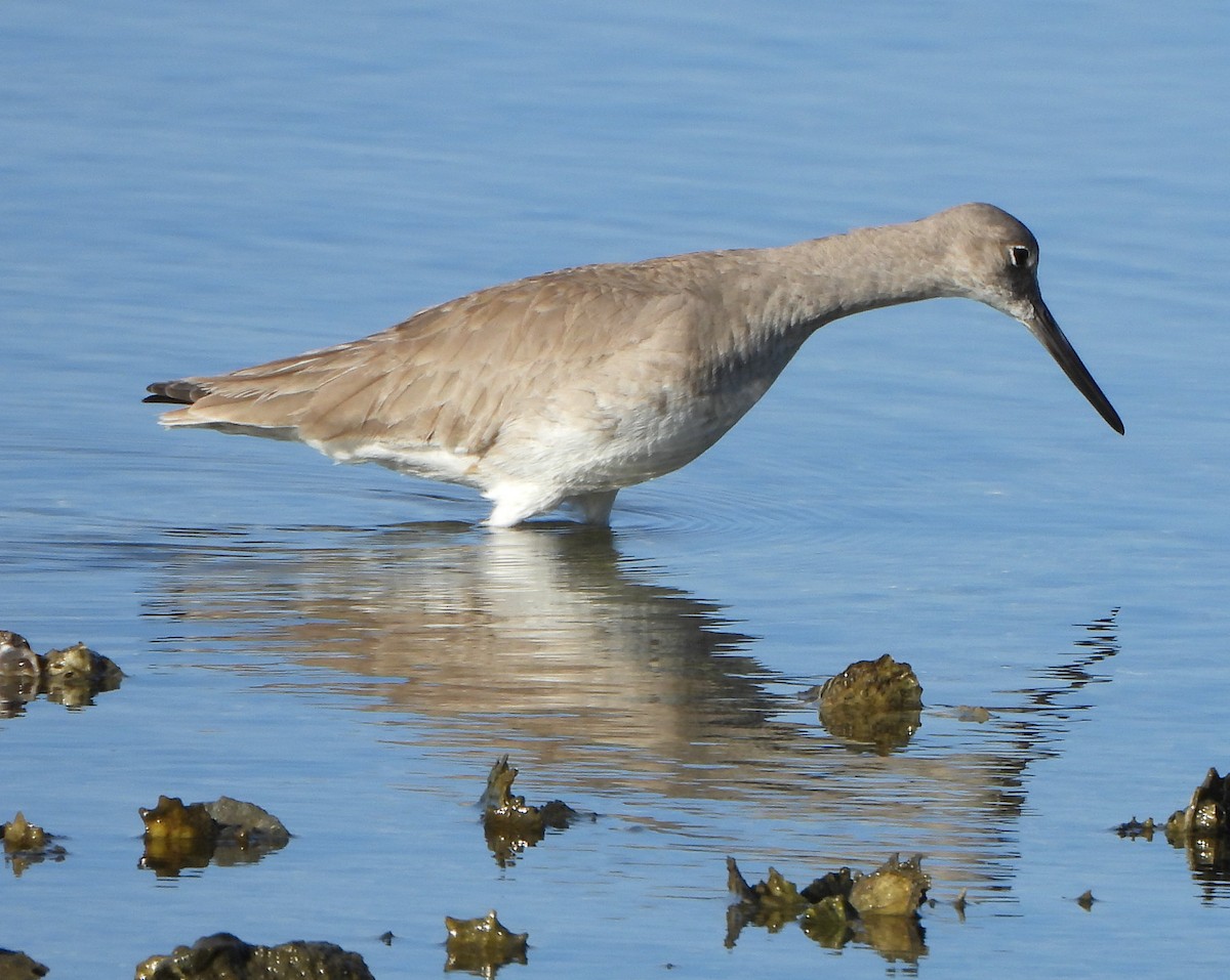 Willet - ML647442178