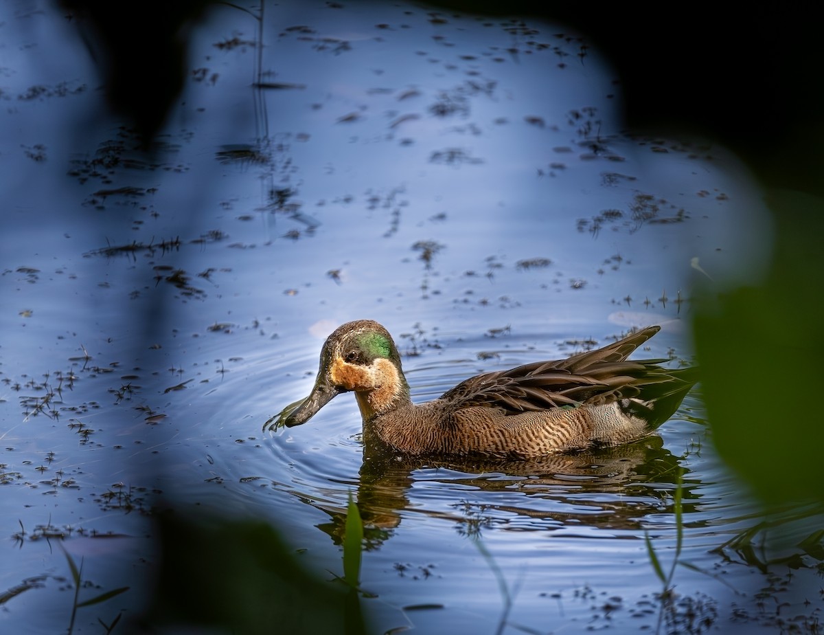 Blauflügel- x Krickente (Hybrid) - ML647442181