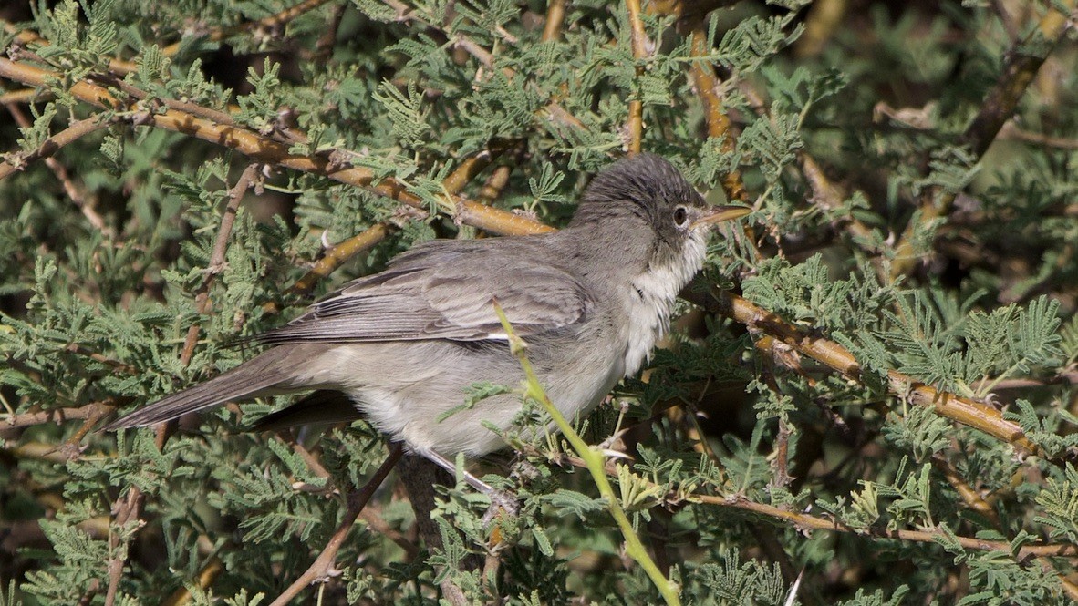 Olive-tree Warbler - ML647442183