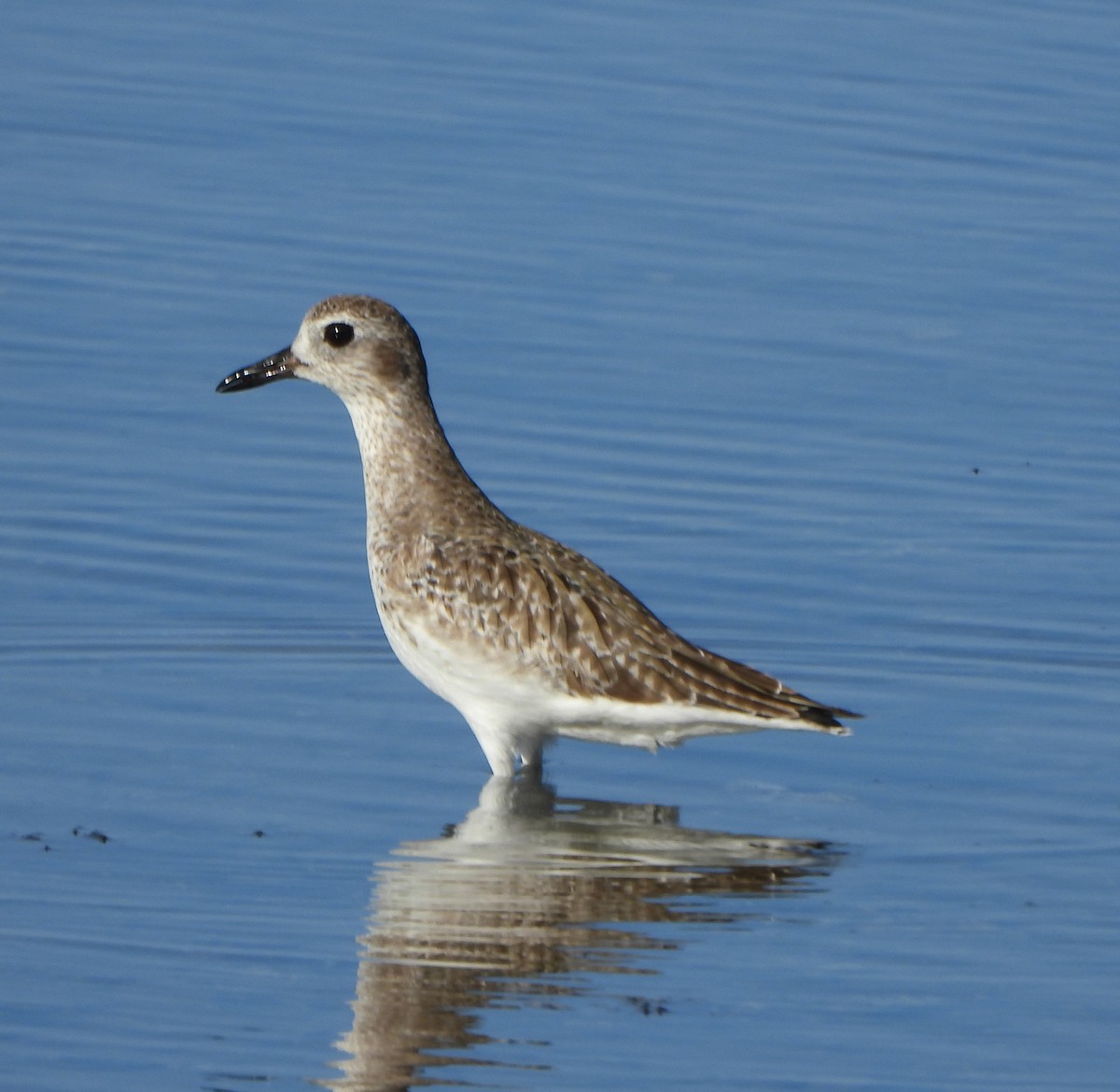 Black-bellied Plover - ML647442187