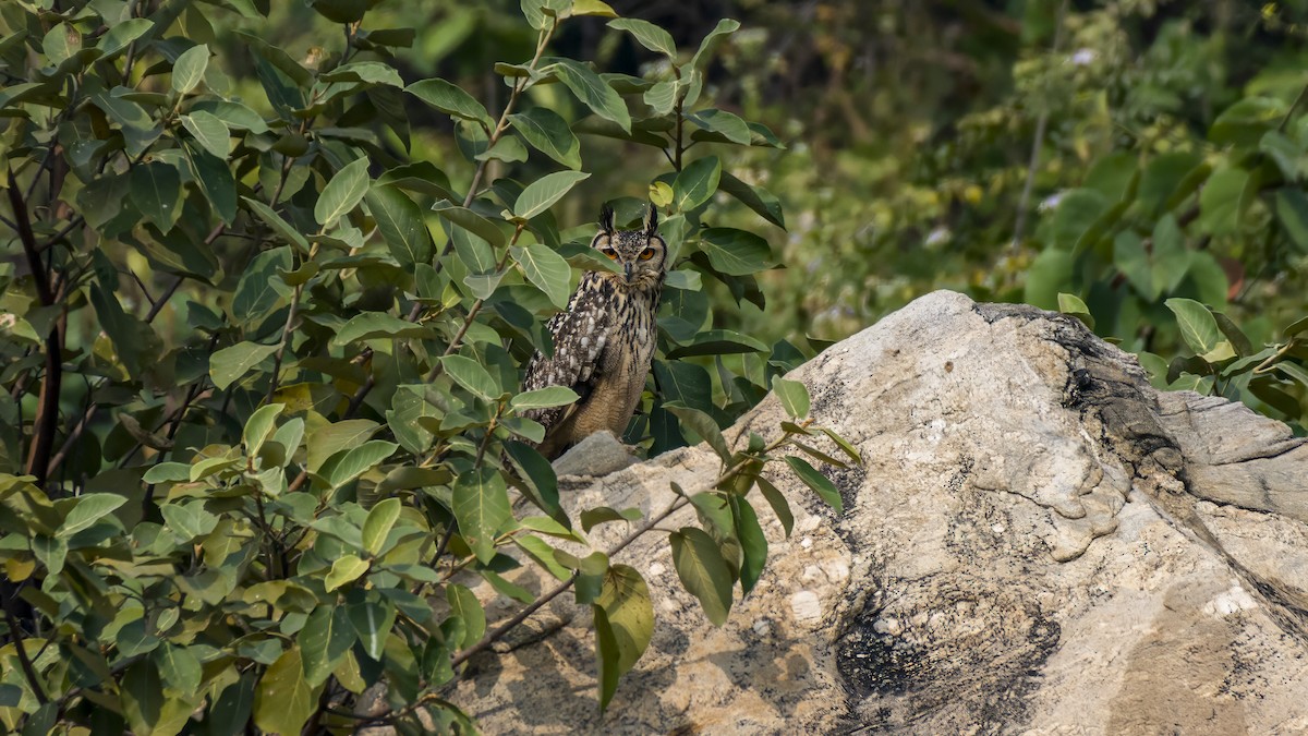 Rock Eagle-Owl - ML647442194