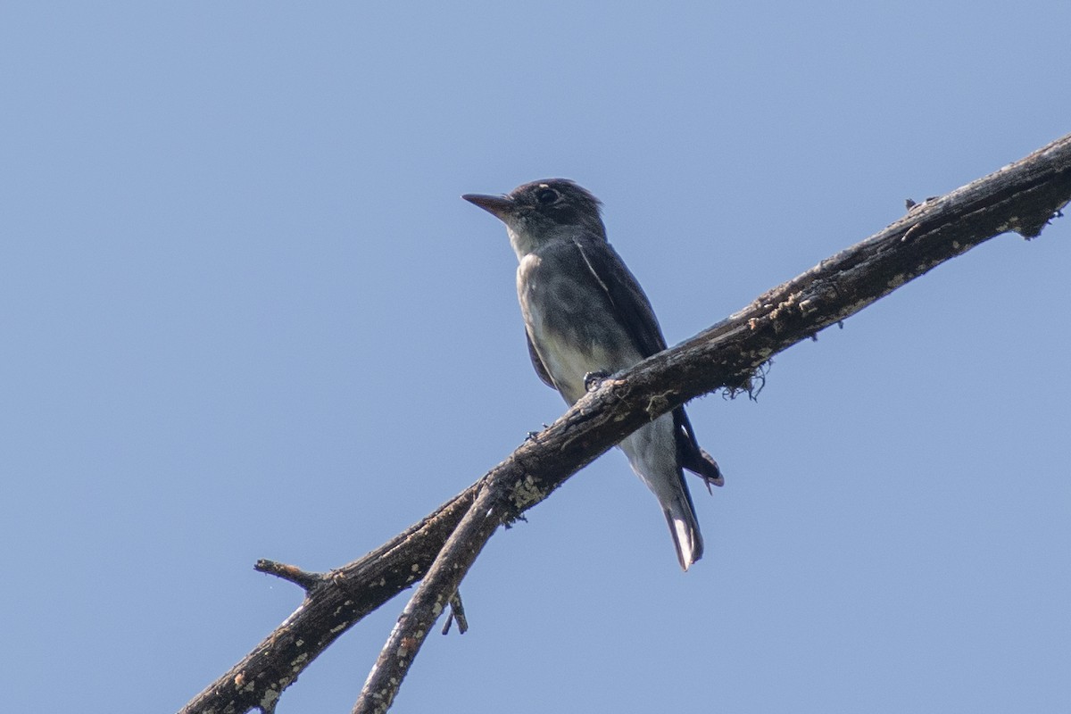 tyranovec severský - ML647442200