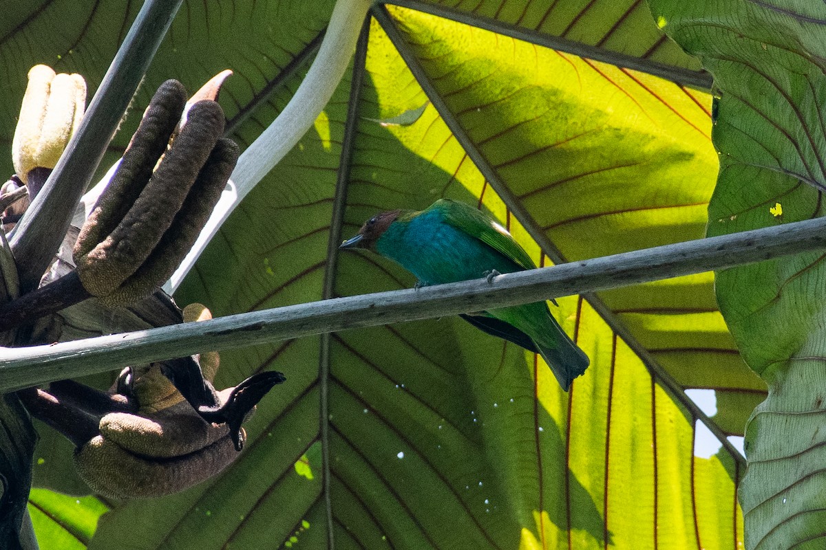 Calliste rouverdin (groupe albertinae) - ML647442202