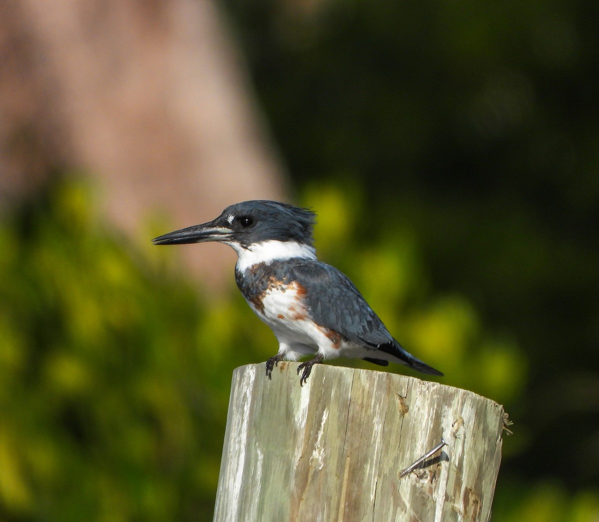 Belted Kingfisher - ML647442206