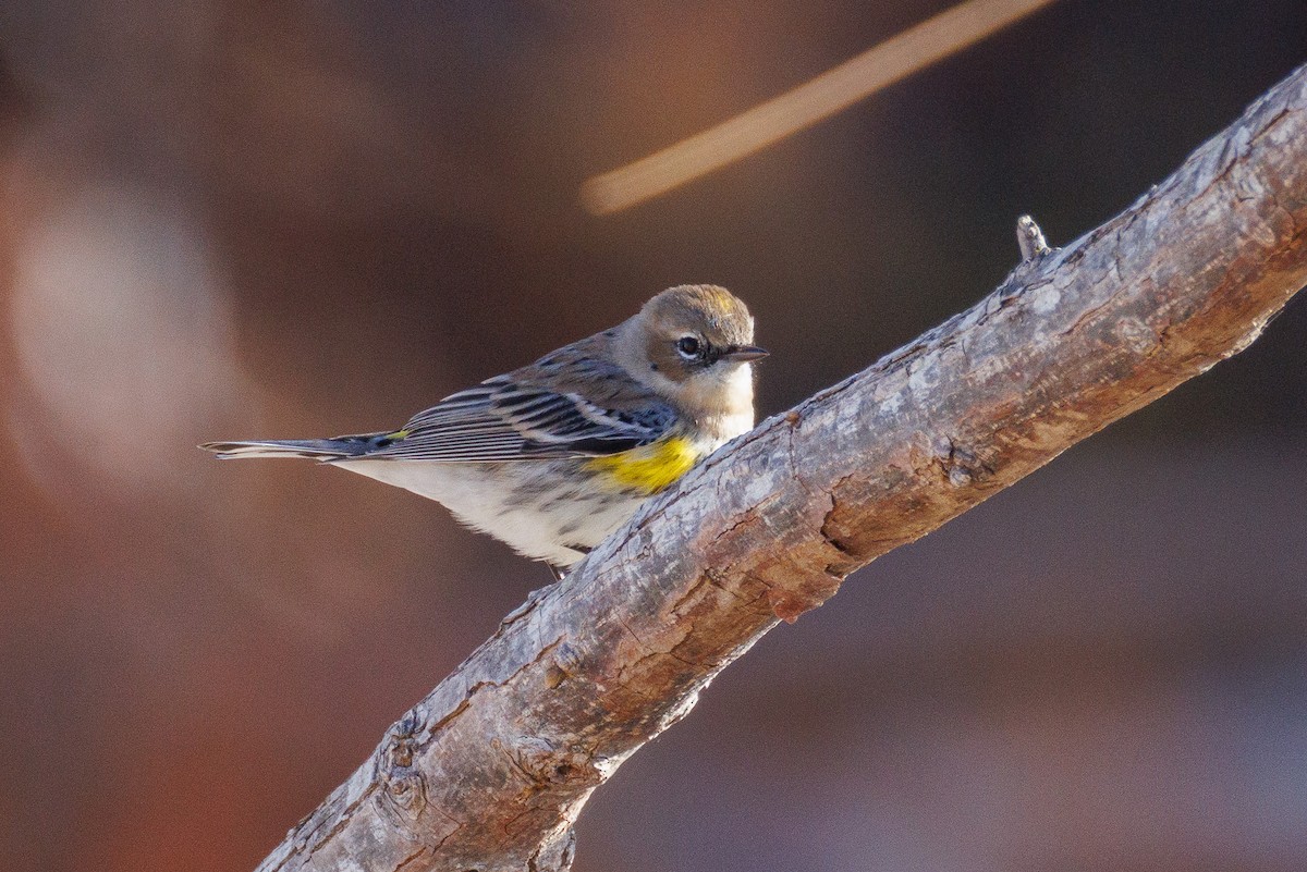 Миртовый певун (coronata) - ML647442225