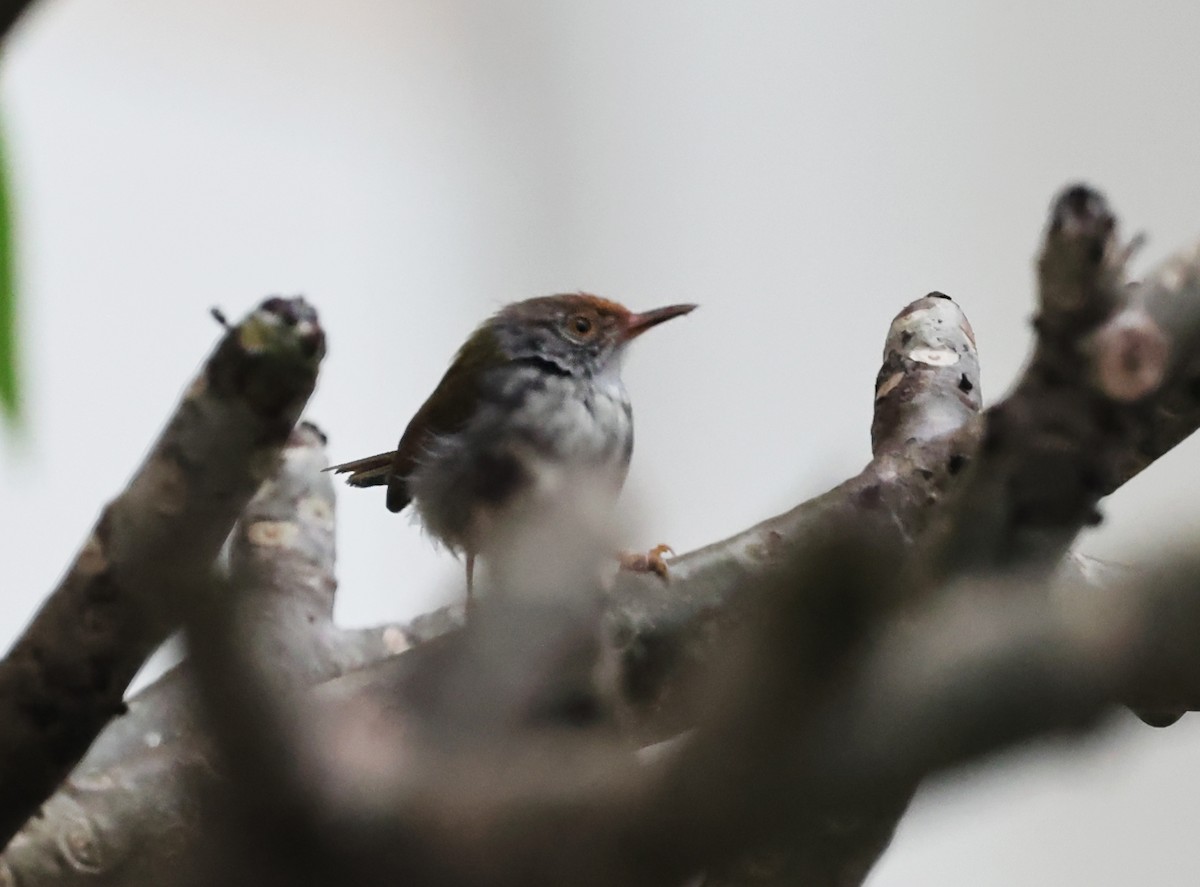 Common Tailorbird - ML647442229