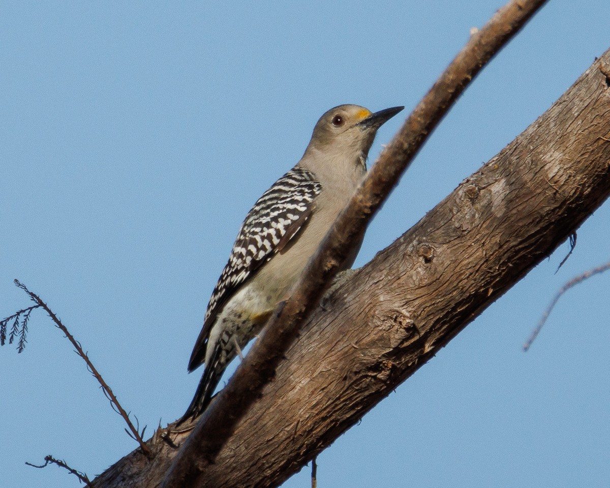 Златолобый дятел - ML647442240