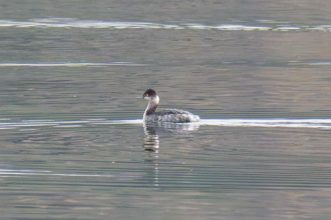 potápka černokrká - ML647442245