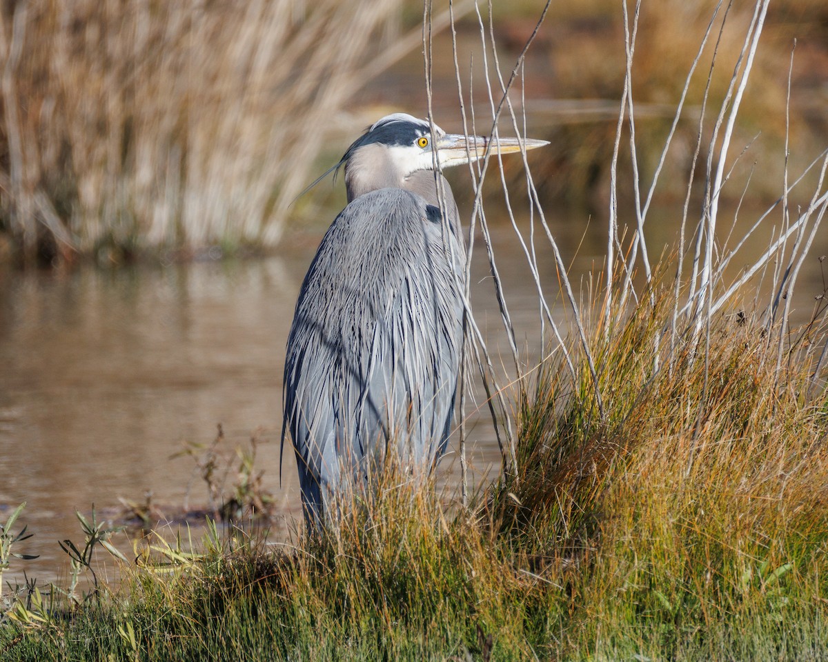 Большая голубая цапля - ML647442251