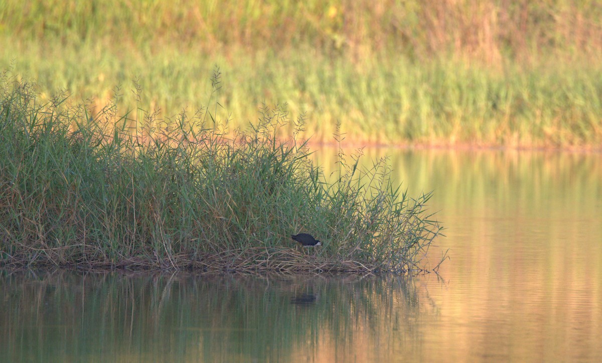 White-breasted Waterhen - ML647442263