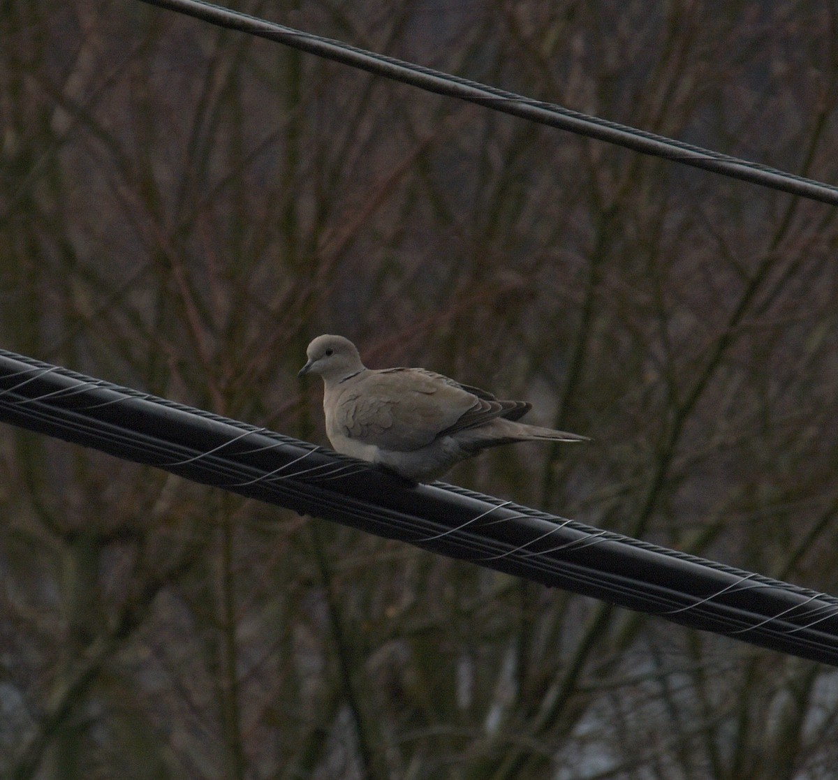 Eurasian Collared-Dove - ML647442264