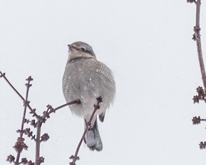 ťuhýk severní - ML647442266