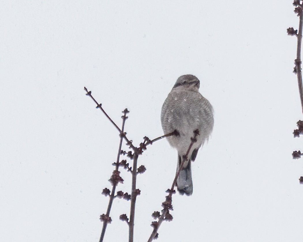 ťuhýk severní - ML647442268