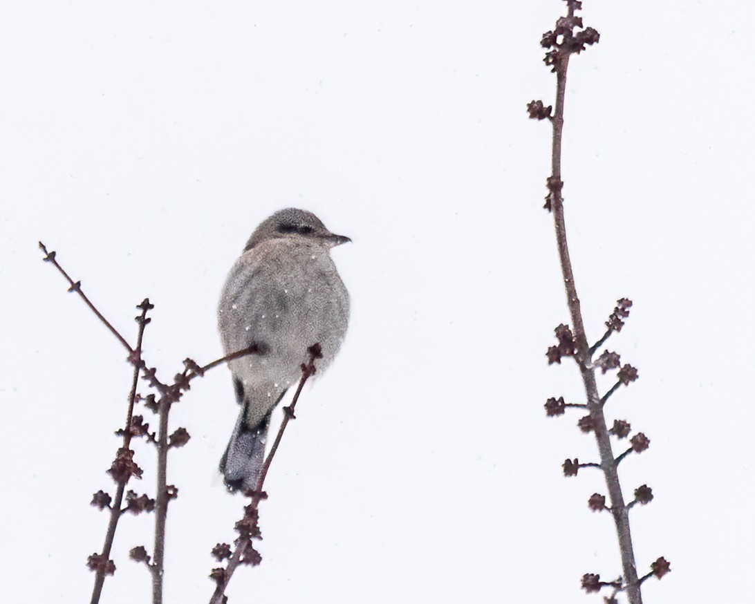 ťuhýk severní - ML647442269