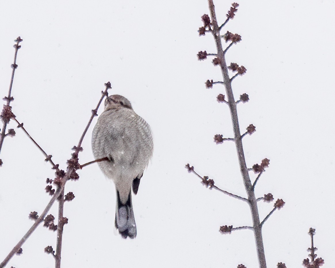 ťuhýk severní - ML647442270