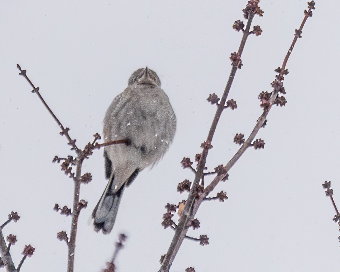 ťuhýk severní - ML647442271