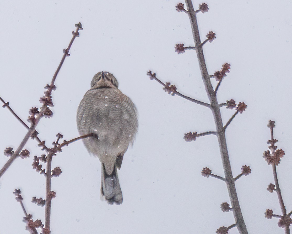 ťuhýk severní - ML647442272