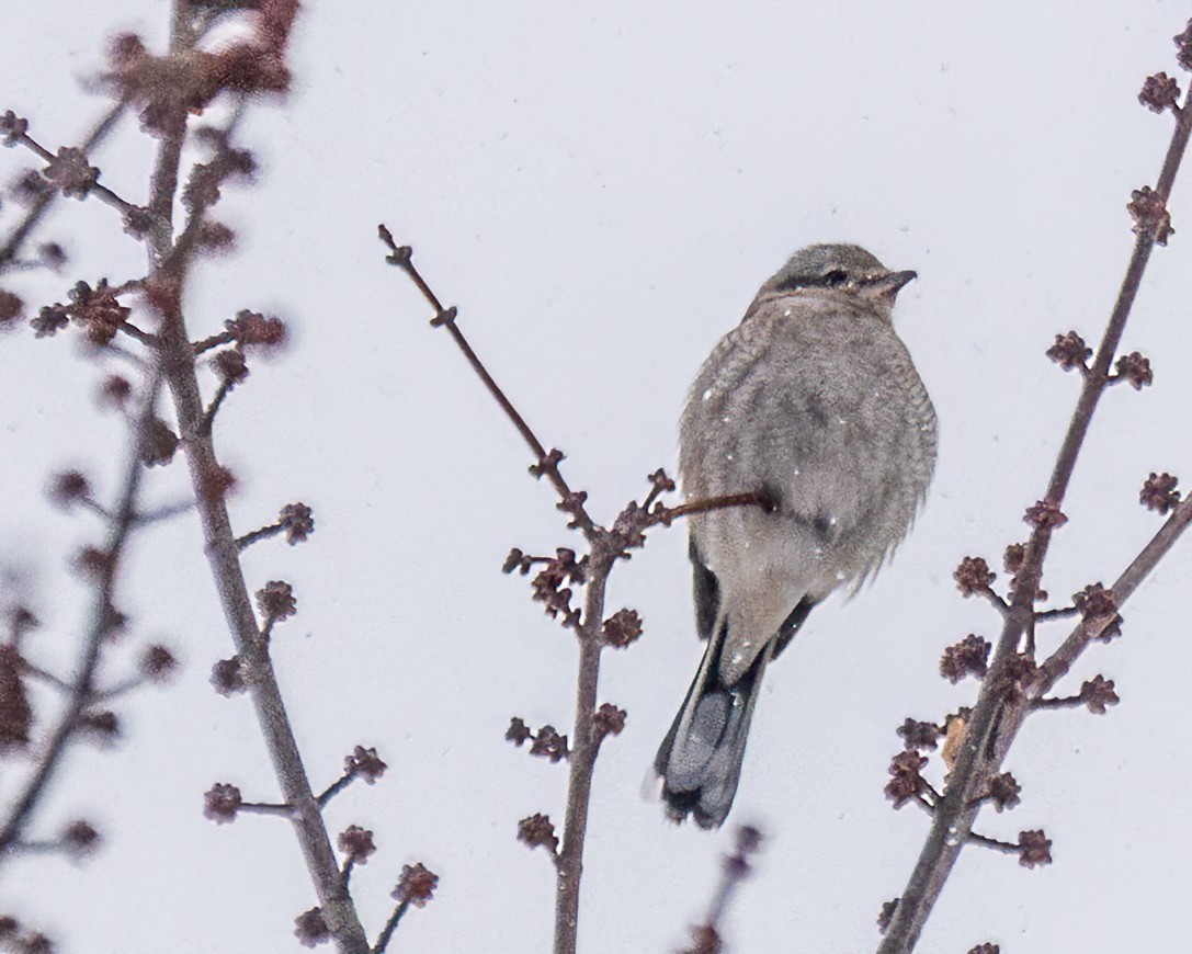 ťuhýk severní - ML647442273