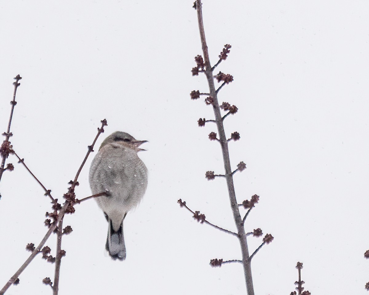 ťuhýk severní - ML647442274