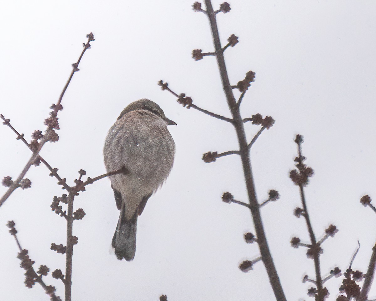 ťuhýk severní - ML647442275