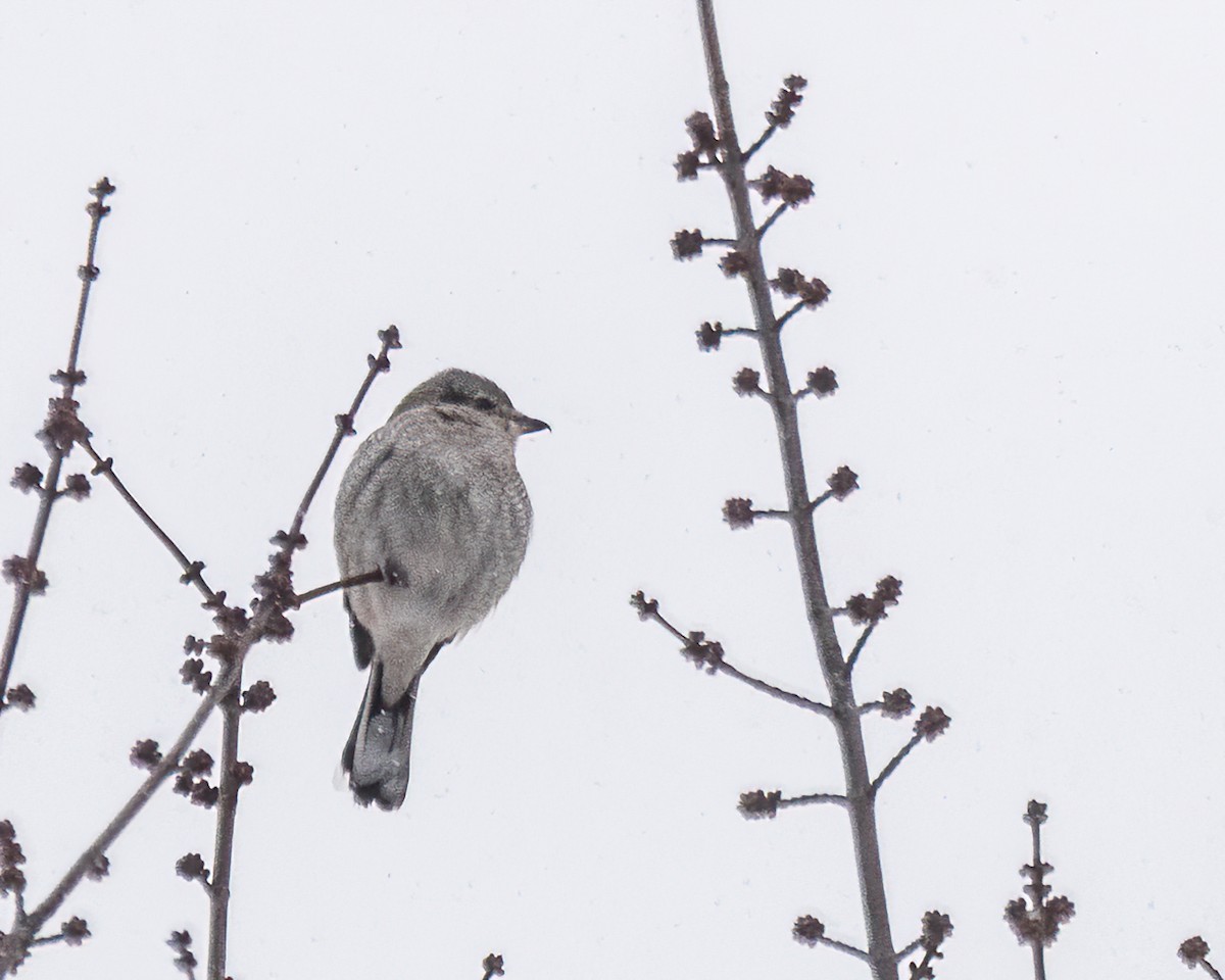 ťuhýk severní - ML647442276