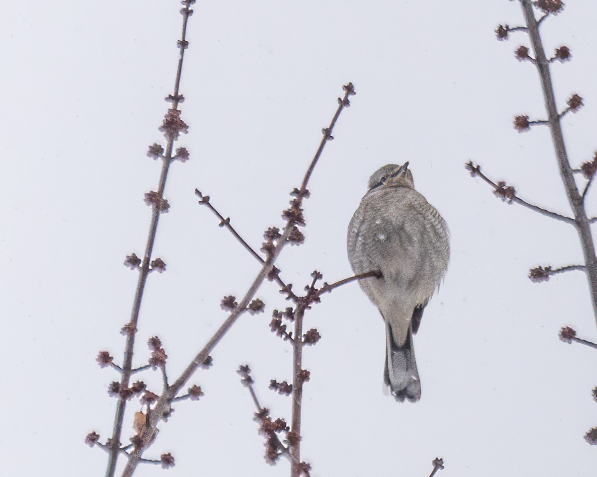 ťuhýk severní - ML647442277