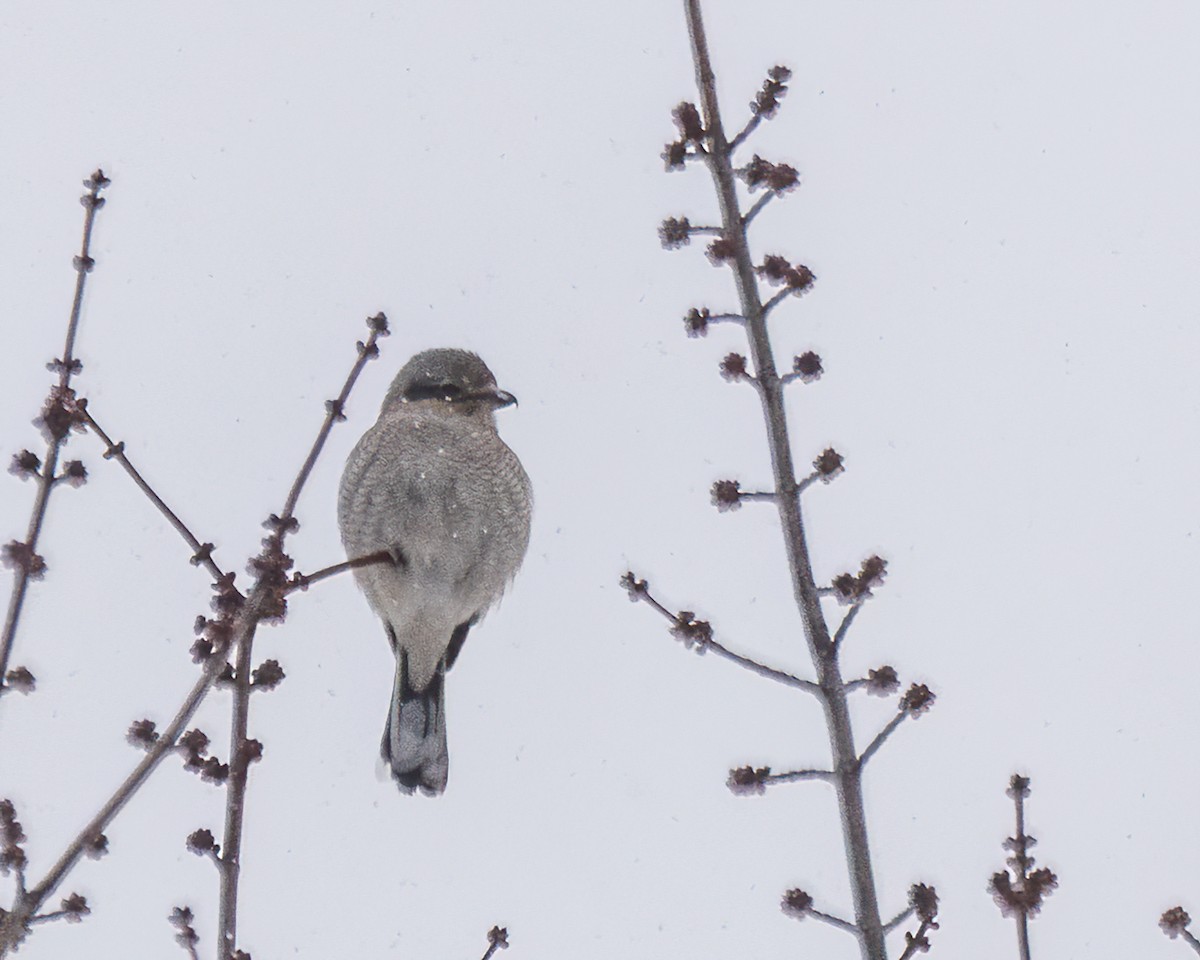 ťuhýk severní - ML647442278