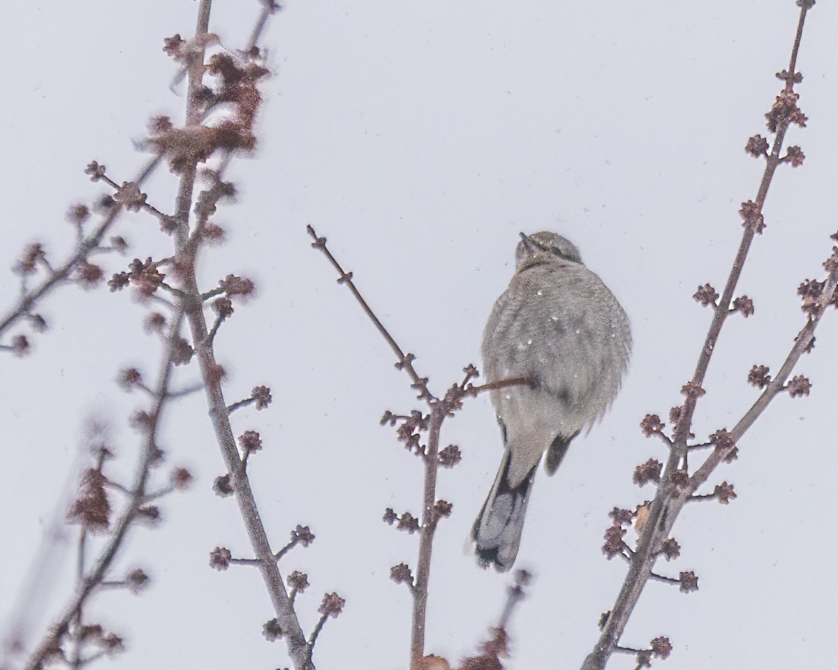 ťuhýk severní - ML647442279