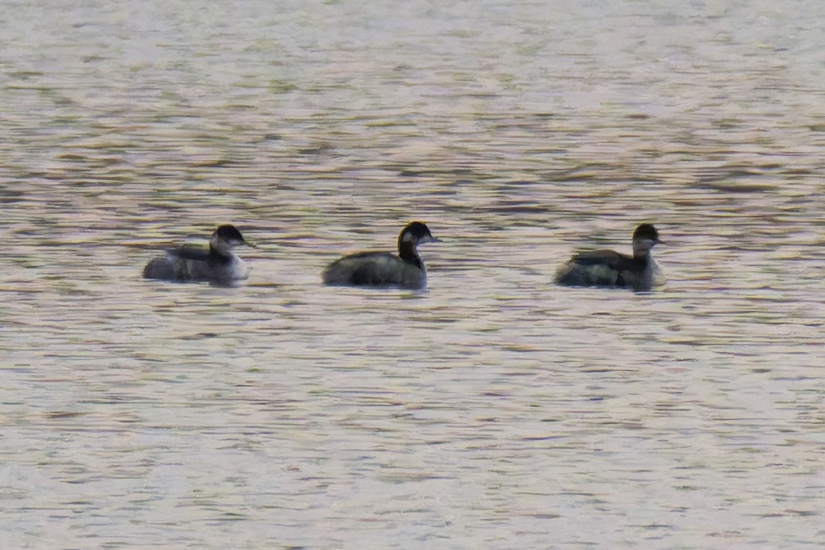 potápka černokrká - ML647442281