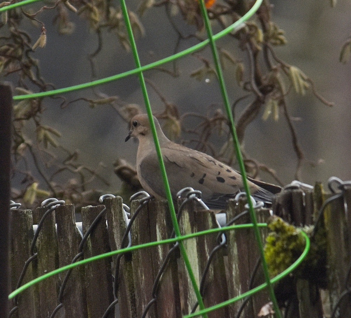 Mourning Dove - ML647442282
