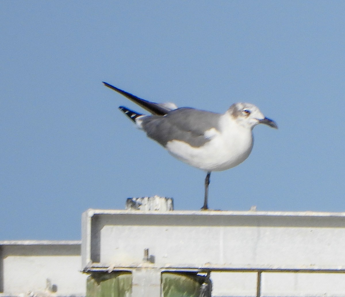 Laughing Gull - ML647442283