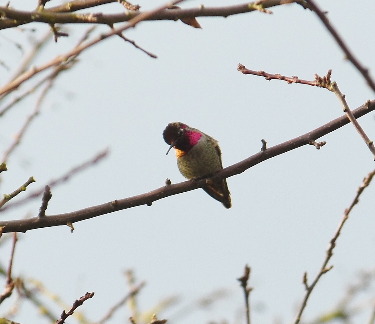 Anna's Hummingbird - ML647442286