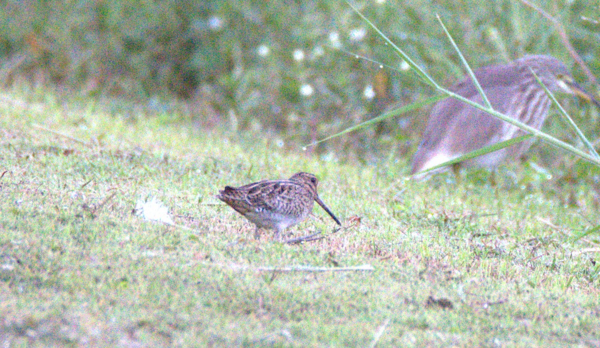 Замбын хараалж - ML647442292