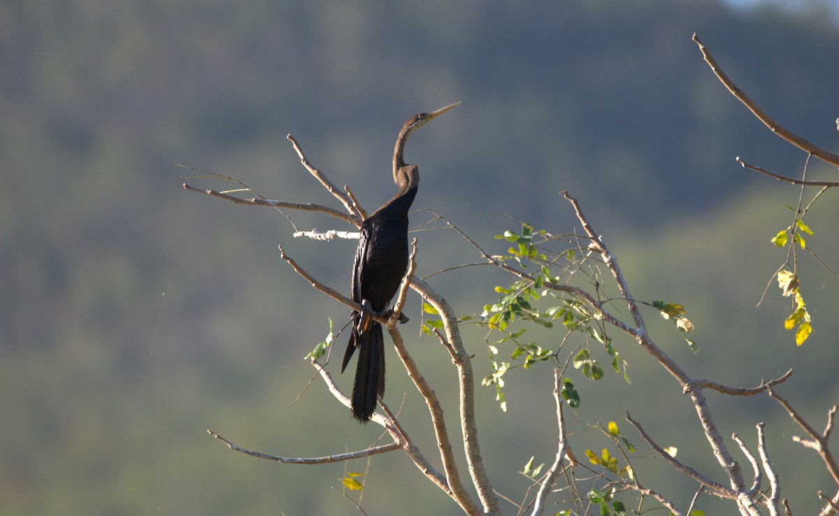 נחשון אסייתי - ML647442296