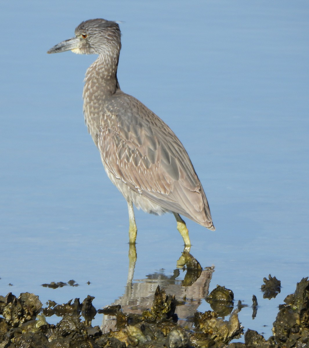 Yellow-crowned Night Heron - ML647442298