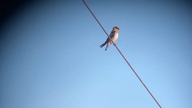 Cave Swallow - ML647442307