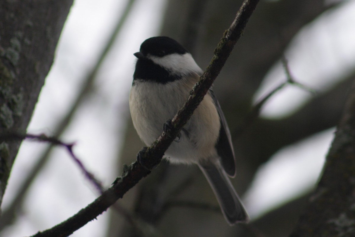 Black-capped Chickadee - ML647442308